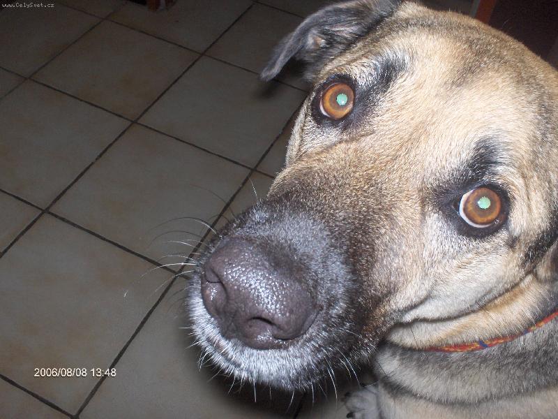 Foto: Muj zvedavy kangal