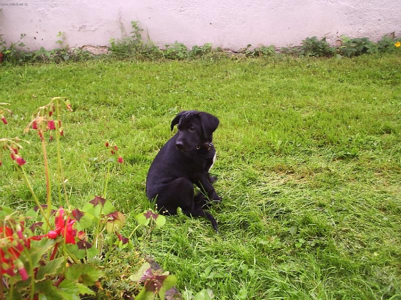 Foto: kříženec labradora+ohaře-princezna Aki