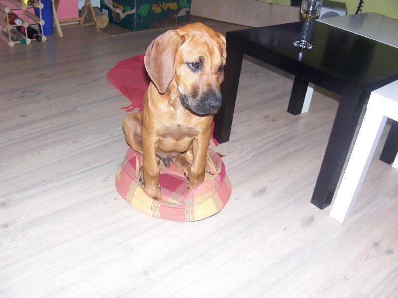 Foto: Vždyť já nejsem tak velké štěňátko