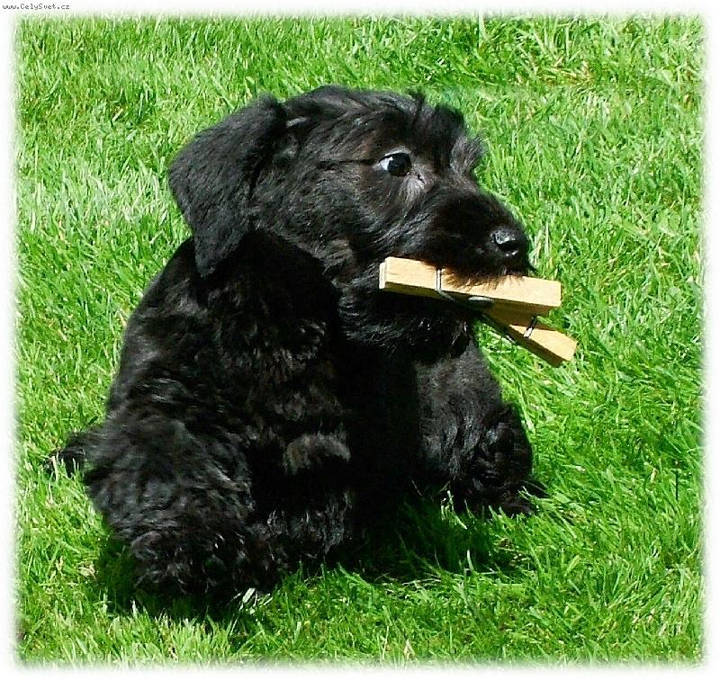 Foto: Štěně s kolíčky-Štěně Českého teriéra Hera Melina Bohemica ukořistila dva kolíčky na prádlo.