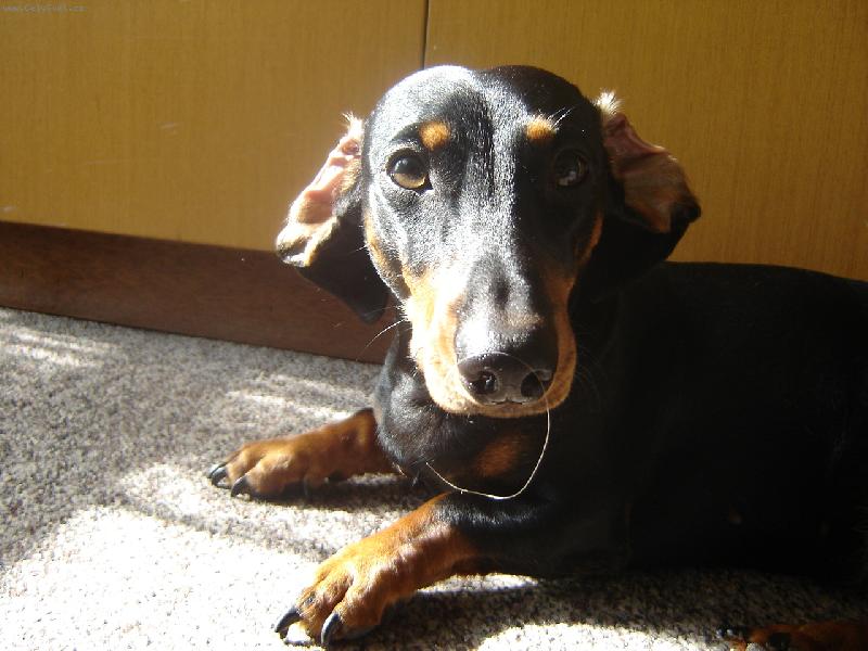 Foto: Dorotka-princezna se zlatým chlupem na čumáčku :)