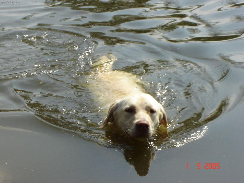 Foto: Voda je můj živel...-Je to príma!