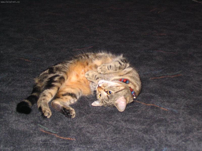 Foto: Rozmazlená kočka-To to je velice rozmazlená kočka jménem Sisi