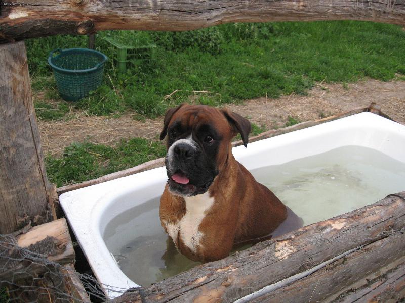 Foto: Náš sany se moc rád koupe-Boxer ve vaně