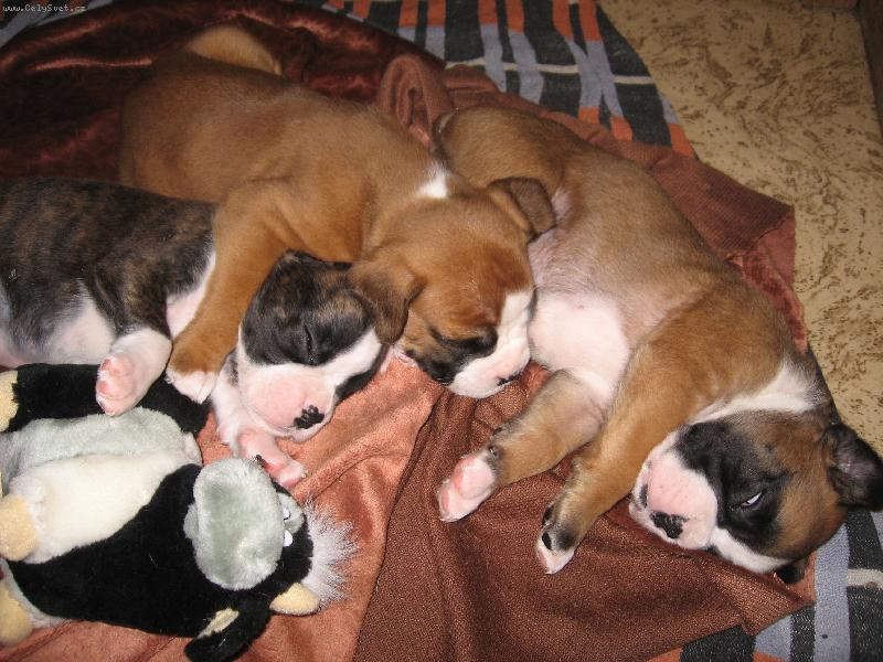 Foto: Naše štěstíčka-Spinkající štěňata