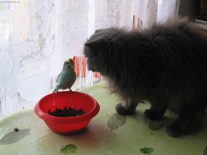 Foto: Tak si taky zobni-Peršanka s andulkou