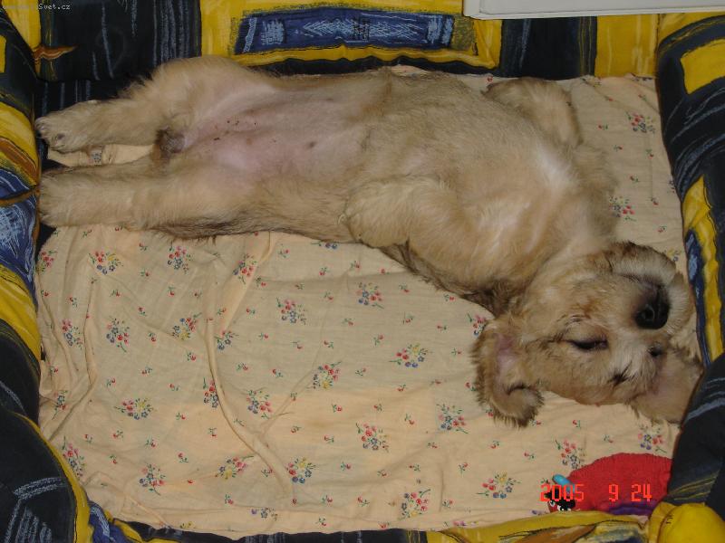 Foto: Nechte mě v klidu vyspat!!!