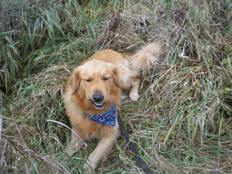 Foto: Maxík-můj xichtík:-))