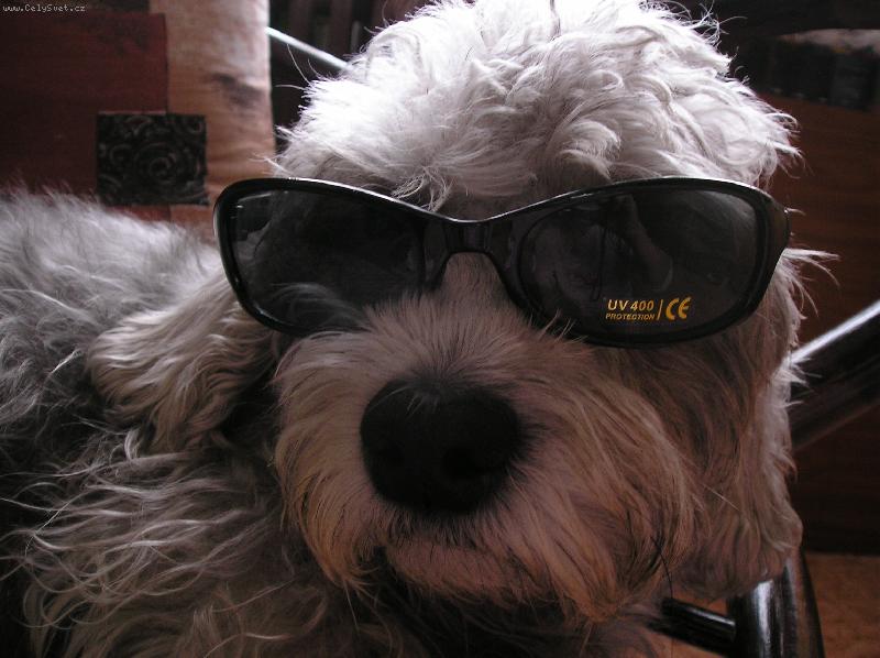 Foto: Nas milacek Aronek-podpisy az na letisti..:)