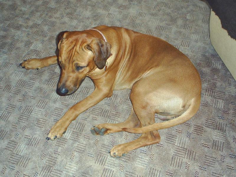 Foto: Axíček-Koukám, koukám, ale nic nevidím