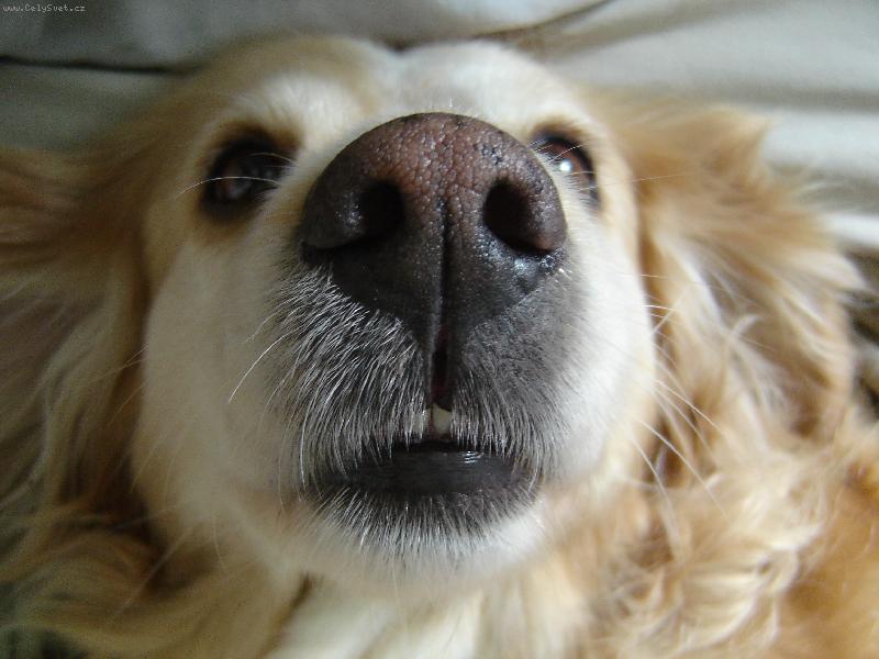 Foto: Dolyška-...čumákuju...