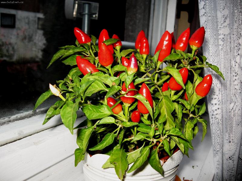 Foto: Jestlipak vydr�� do V�noc