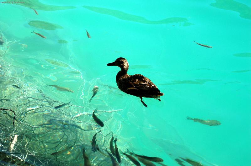 Foto: Plitvická jezera-poklidné soužití