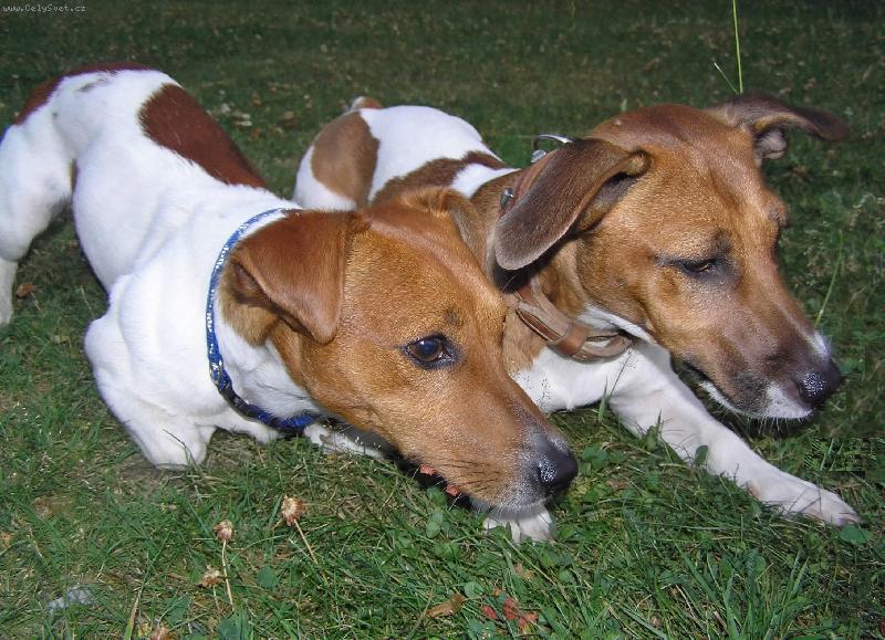 Foto: JAckie a Bertík