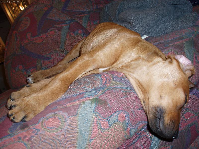 Foto: Prostě spím.....