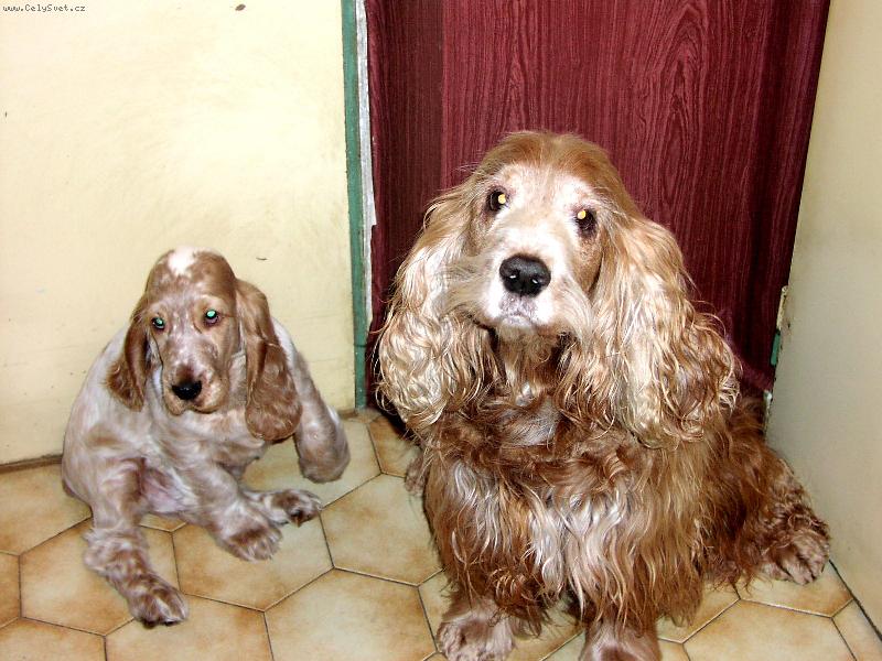 Foto: Anglický Kokrpaněl, otec se synem-Tak nevím, co s tím těnětem budeme dělat............