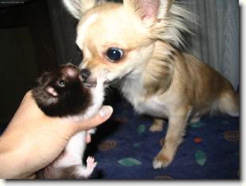 Foto: kdy už pochopíš kdo je tady pánem!!!