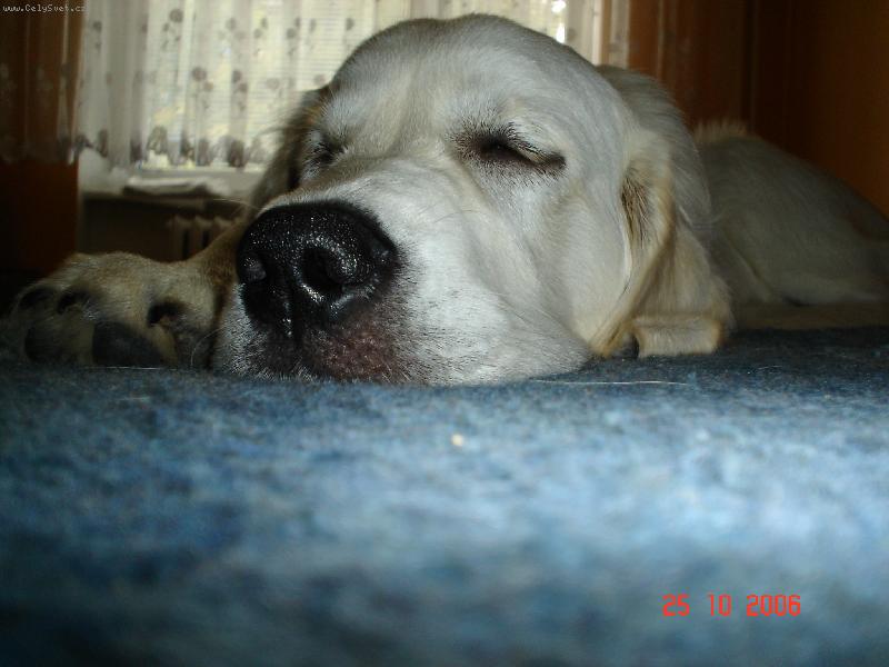 Foto: Bastien-spící psí miminko