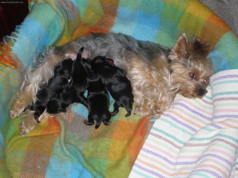 Foto: Sárinka a miminka