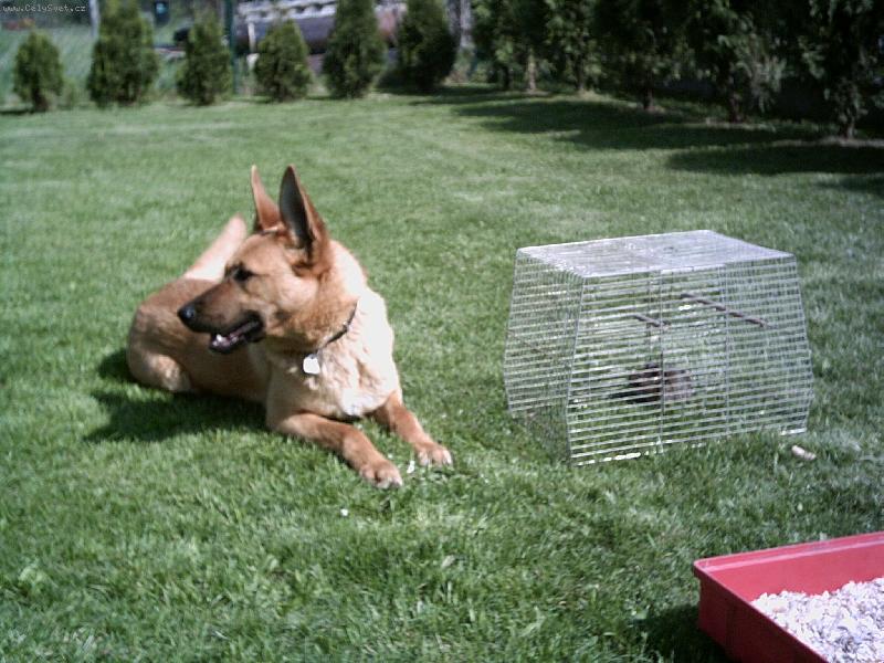 Foto: Hlídání osmáka degu(v kleci)-naše Sárinka se nechtěla od mikiho ani hnout.