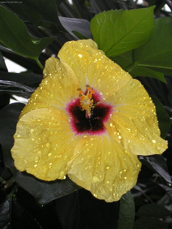 Foto: Žluzá krása