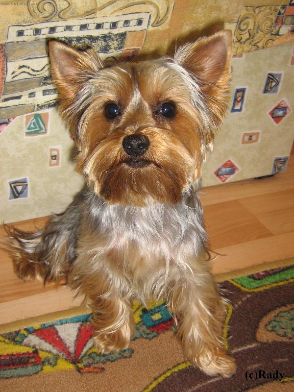 Foto: Nicky-Na této fotce je můj pes Nicky!