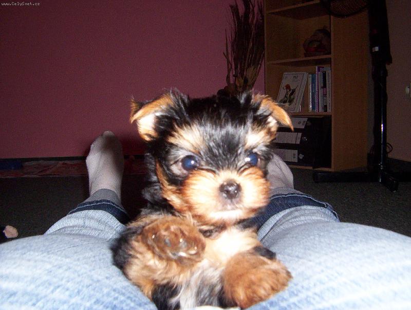 Foto: Naše 8 týdenní štěňátko Nelinka-Poznávám ráda svět