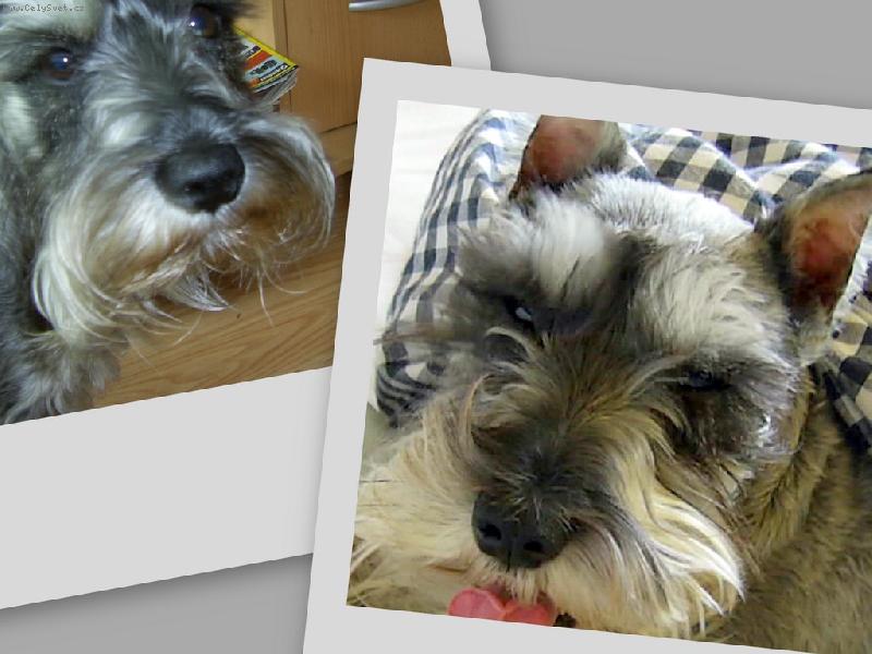 Foto: Nelinka-jako spořič monitoru