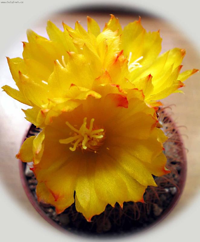 Foto: naše nejmilejší:-)-žlutý krasavec