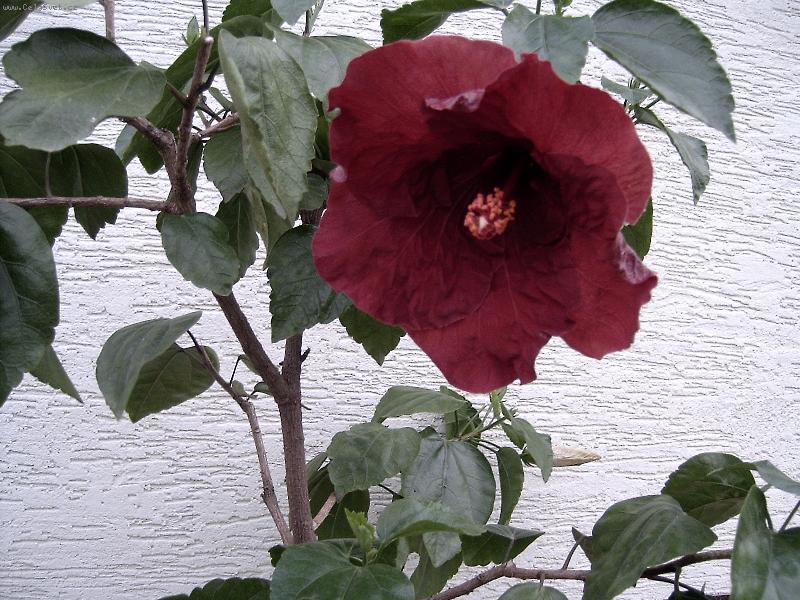 Foto: čERNÁ KRÁSKA