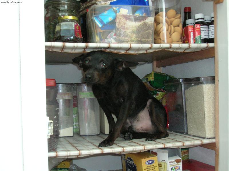 Foto: Leonek-náš miláček,když si wybírá oběd:D