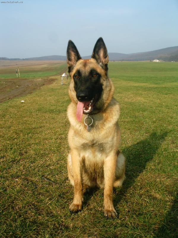 Foto: Tara-Tara na letišti Brno-Komí