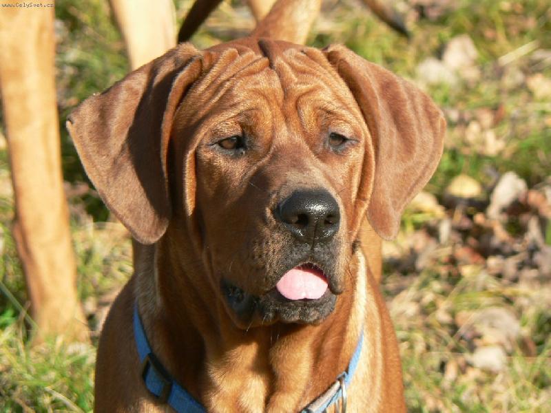 Foto: Dailley Diamant severu-ušoplesk!:)-5 měsíců