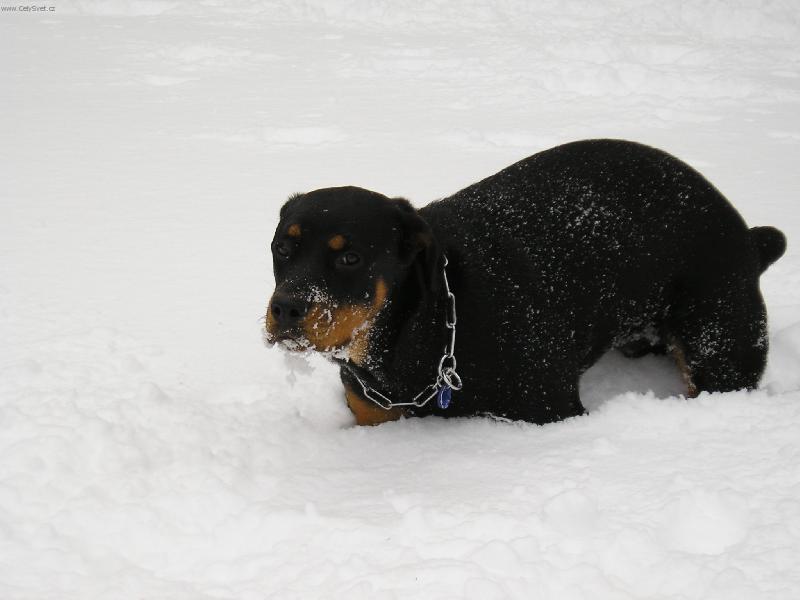 Foto: Zapadla jsem-...a jak se teď mám venčit?
