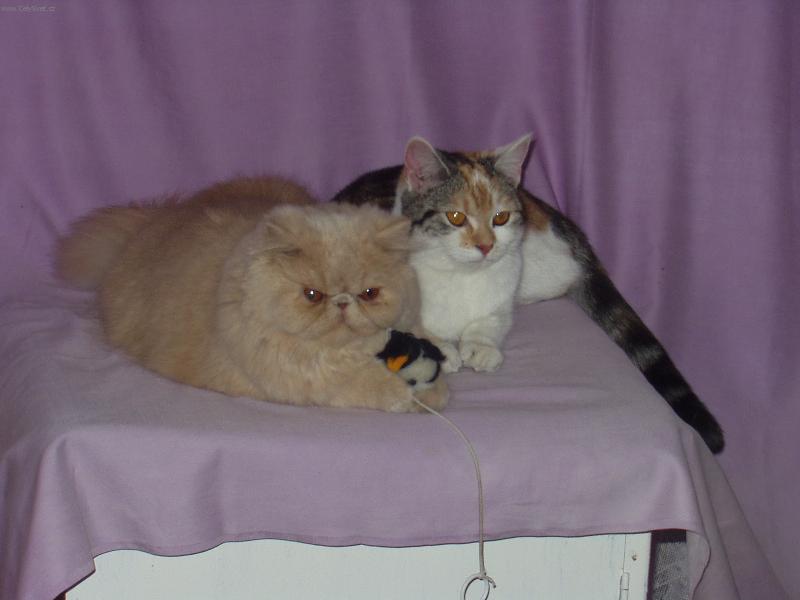 Foto: kámošky-focení s krémovou kamarádkou