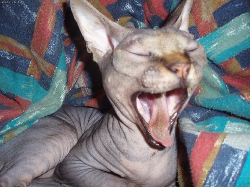 Foto: Unaven-Gopáček