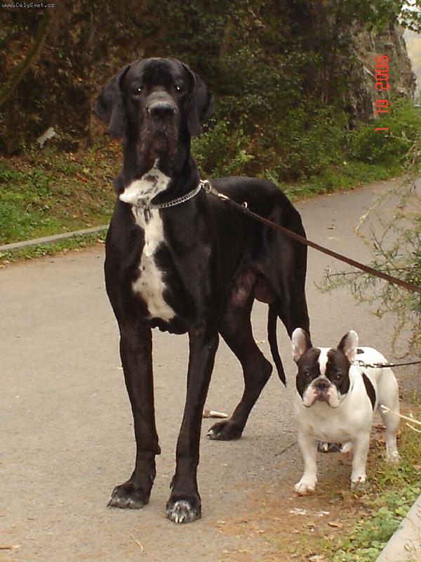 Foto: Cyrillius Regia Uttis + buldoček Omar-Bráchové