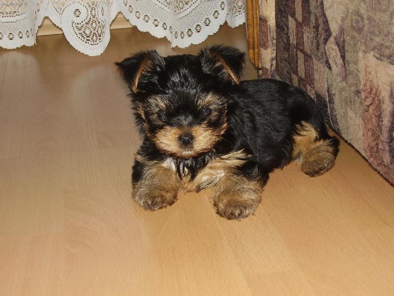 Foto: Má životní láska - Dasty ,-)-Nejkrásnějsí stvoření v mém životě...