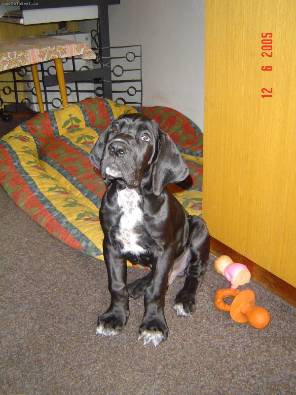 Foto: Cyrillius Regia Uttis - 2,5 měs.-....prostě ANDĚL