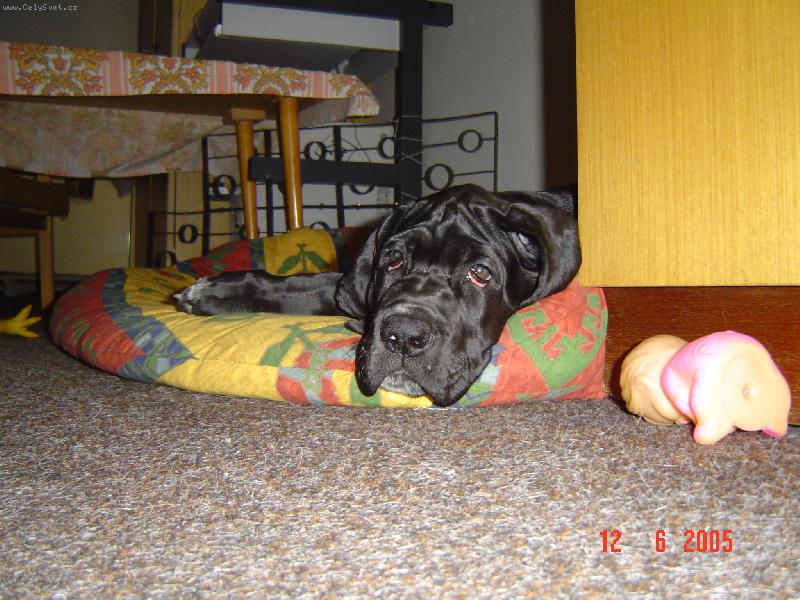 Foto: Cyrillius Regia Uttis - 2 měs.-....nuda v Brně