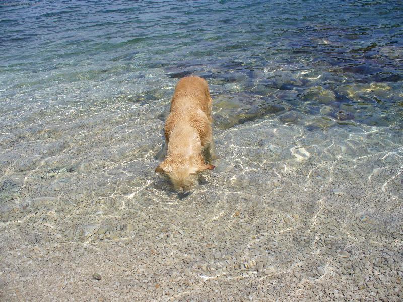 Foto: Kde je ta mušlička?-Buddy