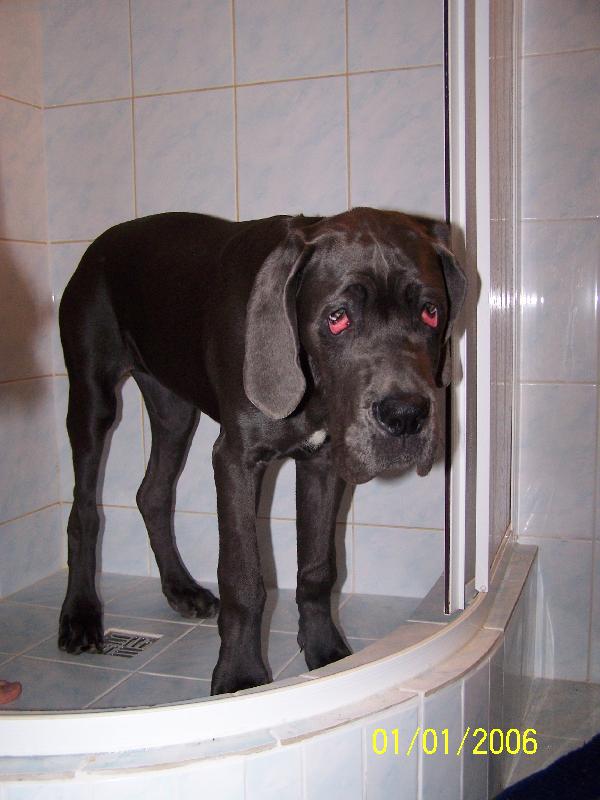 Foto: Já chci taky-Naše Agáthka miluje vodu...takhle na nás kouká, když ji zakážem sprchu.