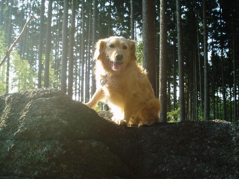 Foto: Rozhled-V lese