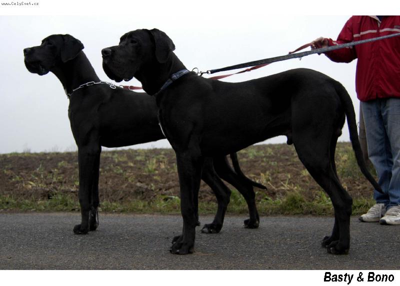 Foto: Bráškové na procházce-Bastien & Bonifác