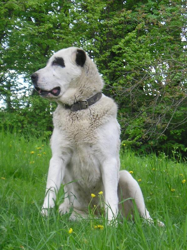 Foto: Čing Borojo-stáří 2 roky