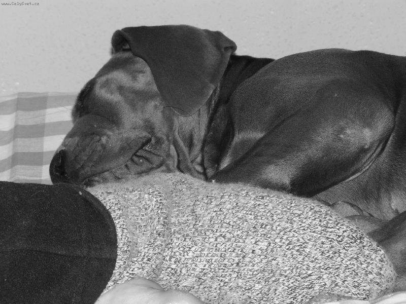 Foto: siesta 2,5měs.-O čem dogy sní?