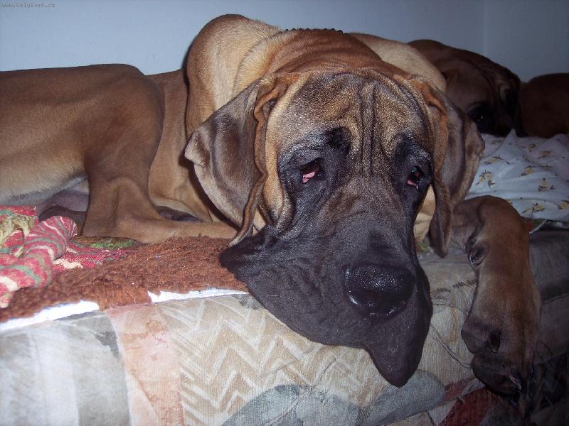 Foto: Axis Bisdog Bohemia-ODPOČÍVÁM