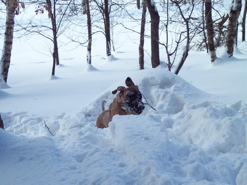 Foto: Airis Bisdog Bohemia-DOVADÍM