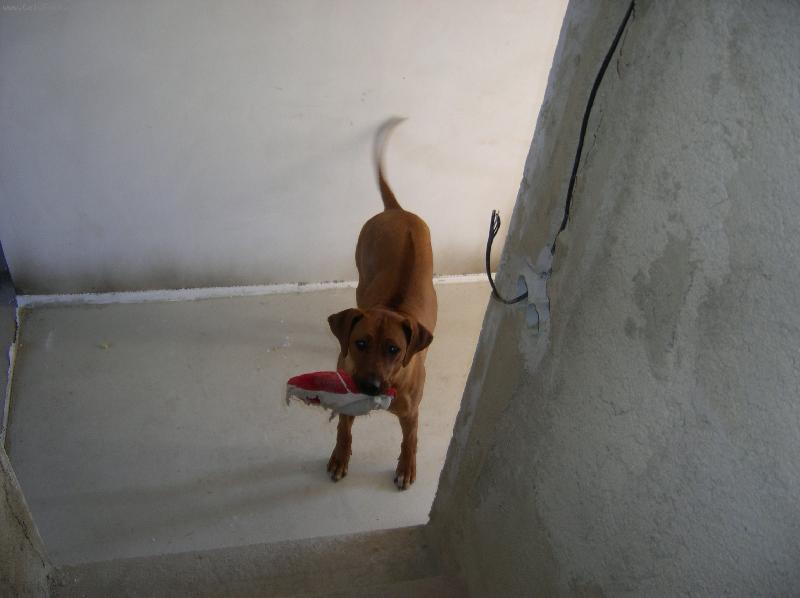 Foto: Dreeny-Neztratil někdo papuč?