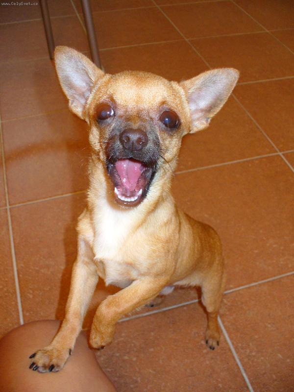 Foto: Čivavák Fenri-Tak takto se správně ukazují zuby na výstavě ?